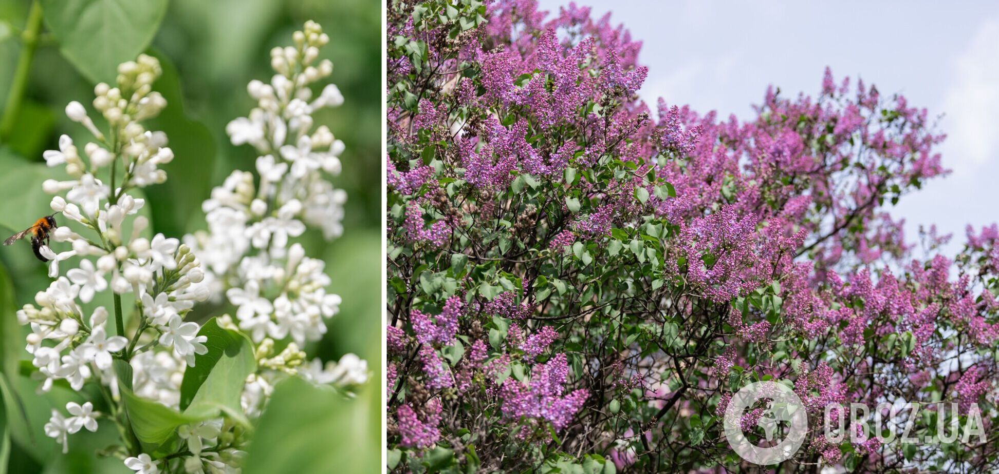 У Києві почав цвісти бузок
