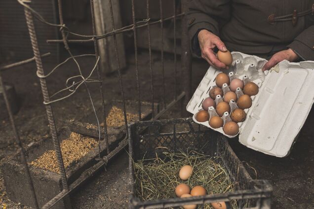 Яйца, сахар и птицу перестанут экспортировать