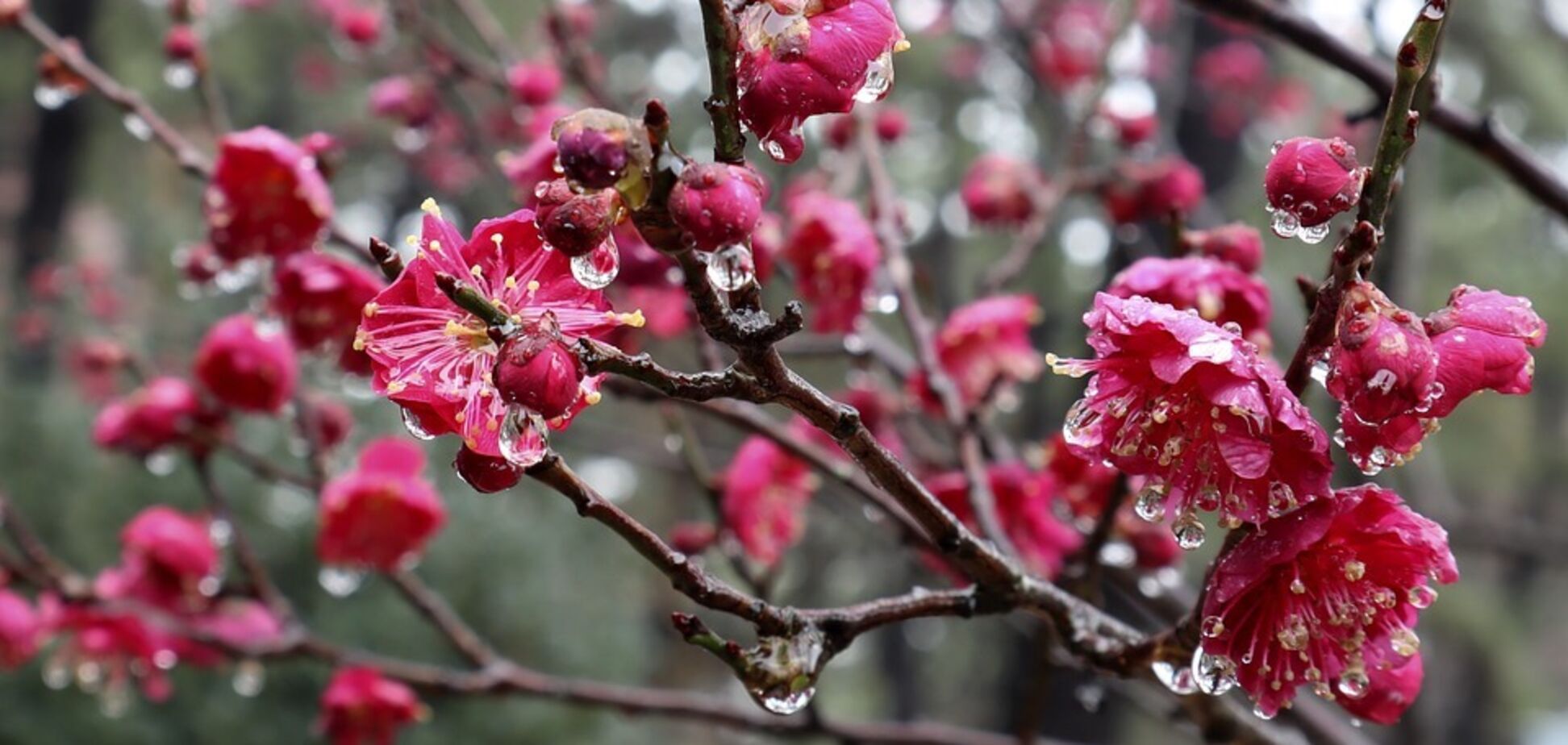 Большую часть Украины затянет дождями: синоптики дали прогноз погоды на среду, 17 апреля