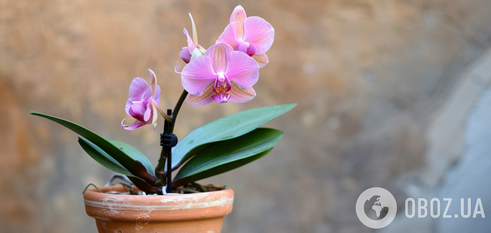 Чому орхідея не цвіте: як стимулювати 'королеву підвіконня'