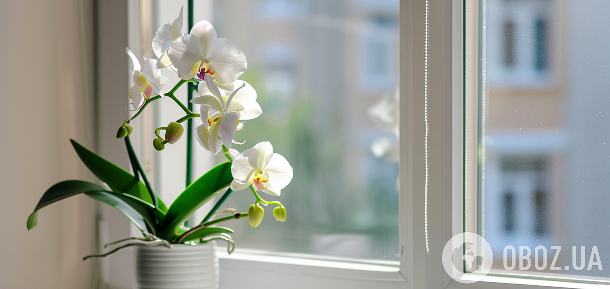 Можно ли обрезать стрелки орхидеи после цветения: объяснение для новичков