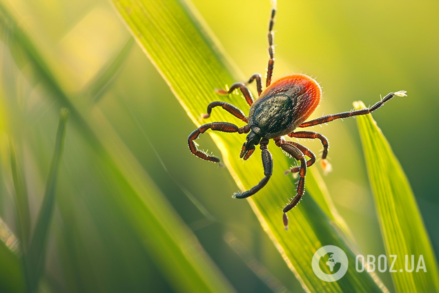 Какие опасные клещи водятся в Украине: как выглядят и как 'охотятся' на людей
