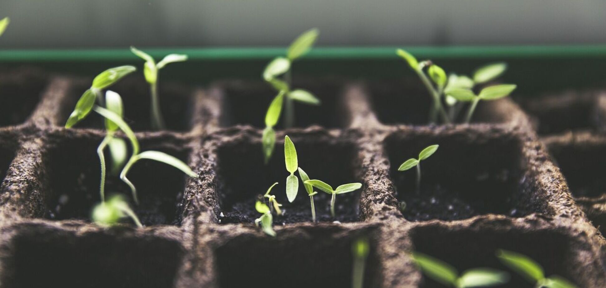 Украинцам подсовывают поддельные семена овощей