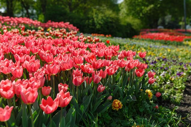 Весна на Спивочому: в столичном парке откроется сезонная выставка цветов
