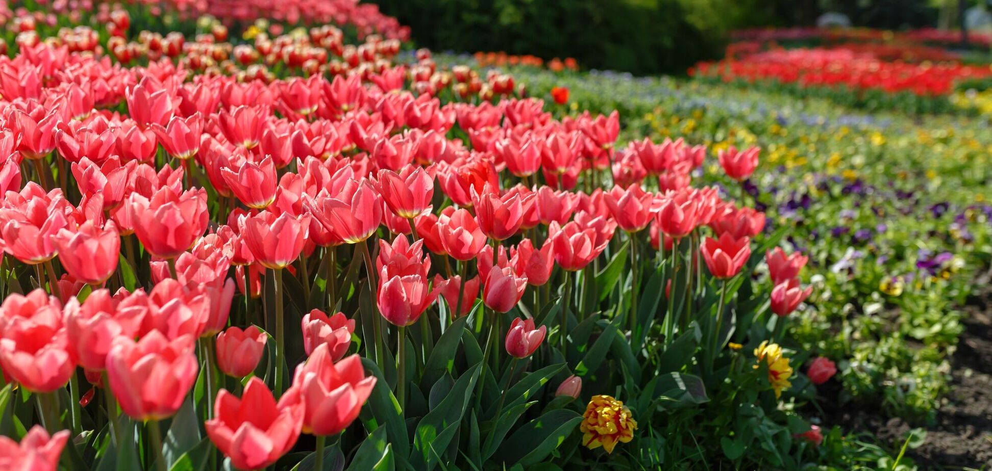 Весна на Спивочому: в столичном парке откроется сезонная выставка цветов