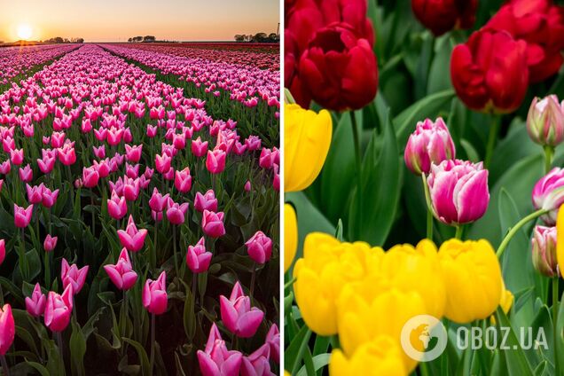 'Украинская Голландия': топ парков, где можно полюбоваться цветением цветов