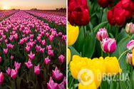 'Українська Голландія': топ парків, де можна помилуватися цвітінням квітів