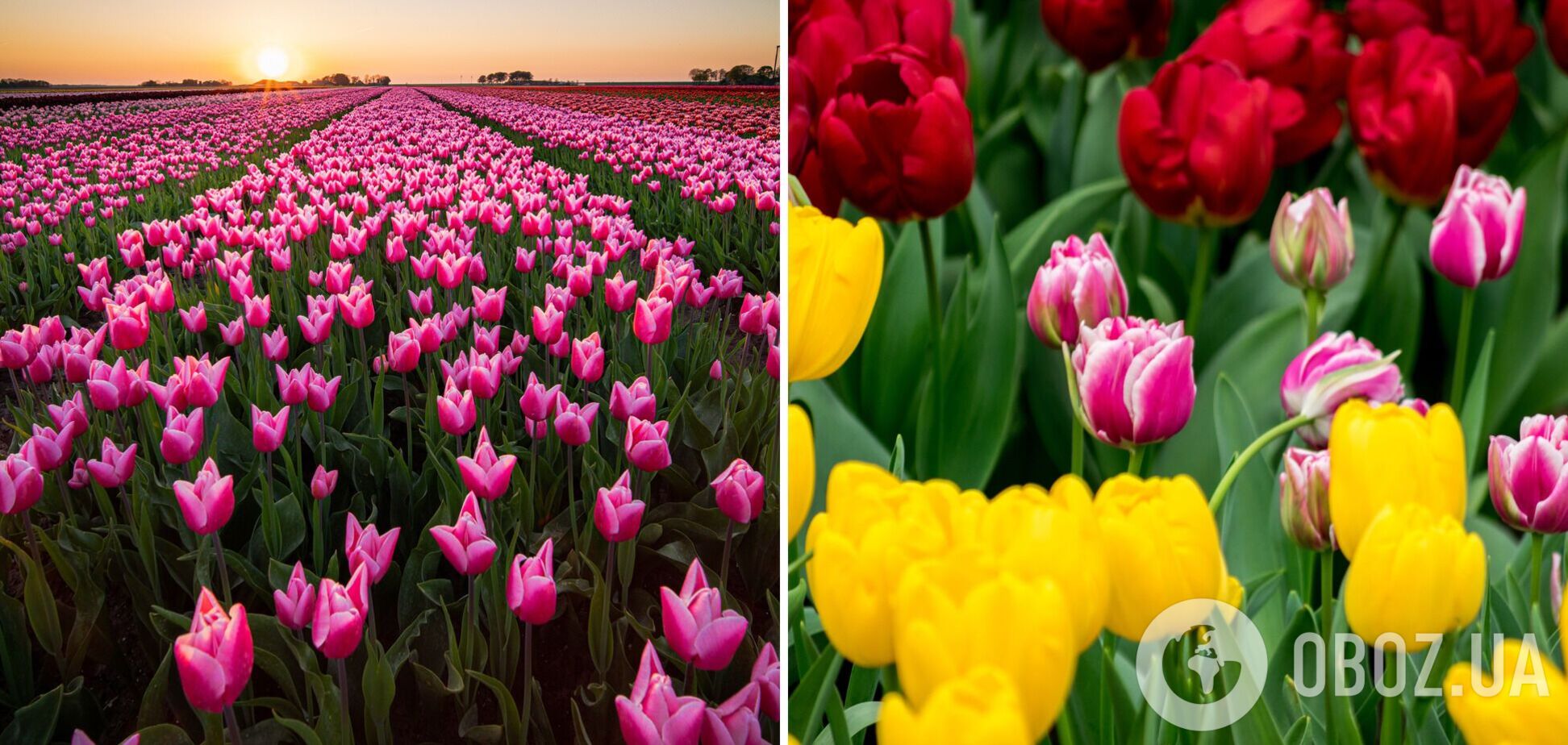 'Українська Голландія': топ парків, де можна помилуватися цвітінням квітів