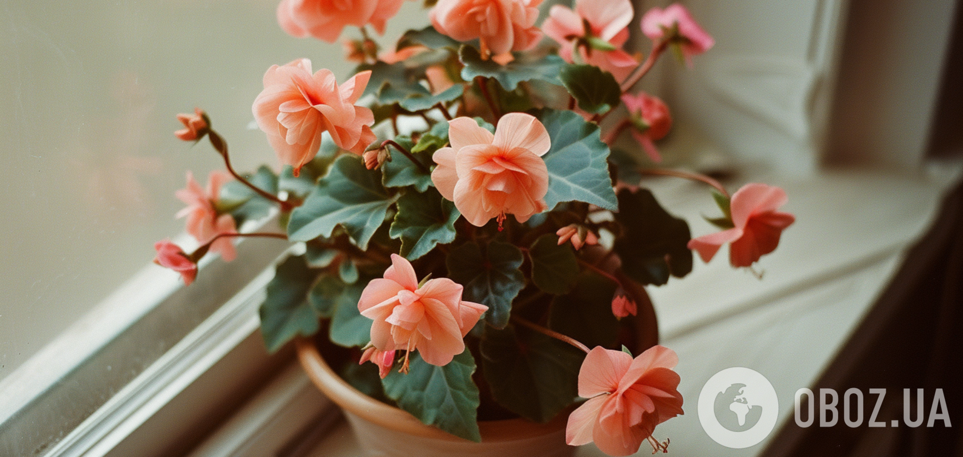Как вырастить в горшке роскошную кустовую розу: советы