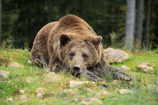 Кандидатка на премию Дарвина: в Румынии медведь набросился на туристку, которая хотела сделать с ним селфи. Видео