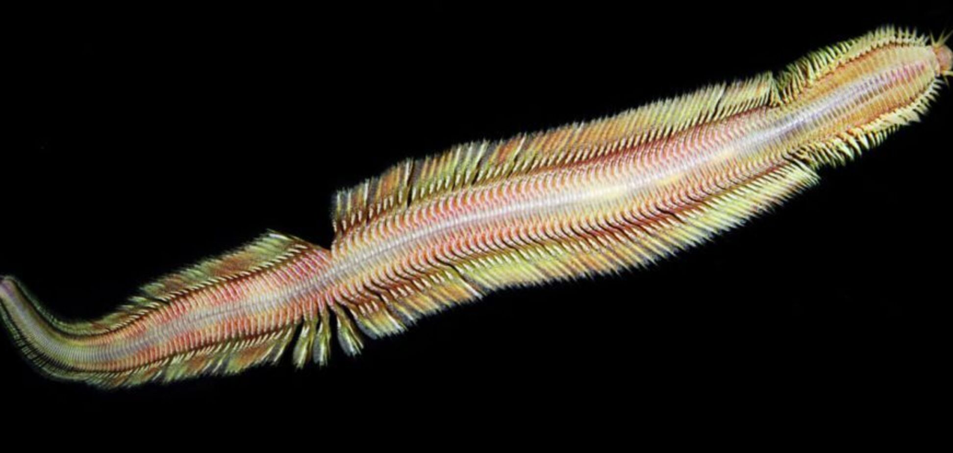 В самых темных глубинах океана обнаружили жутких существ: опубликовано фото