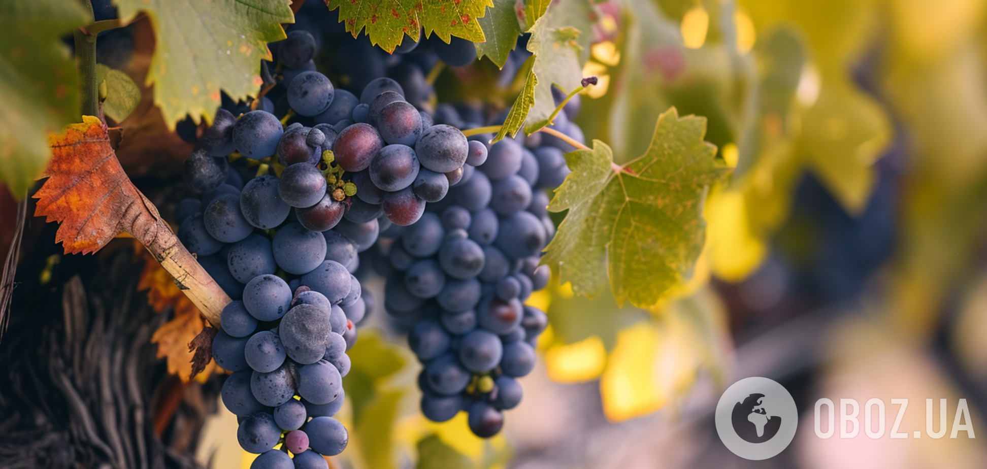 Як позбутися виноградного кліща: швидкий спосіб від досвідчених дачників