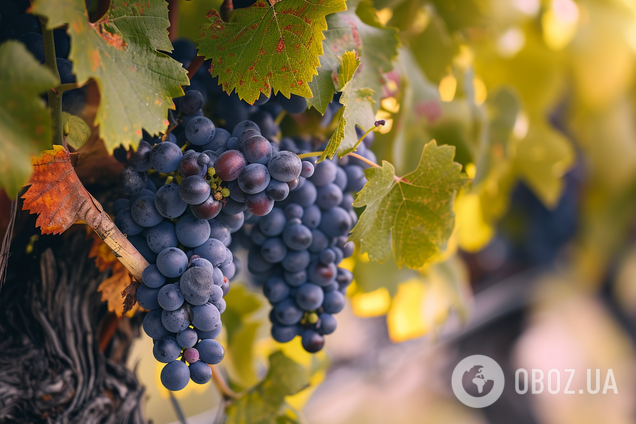 Как избавиться от виноградного клеща: быстрый способ от опытных дачников