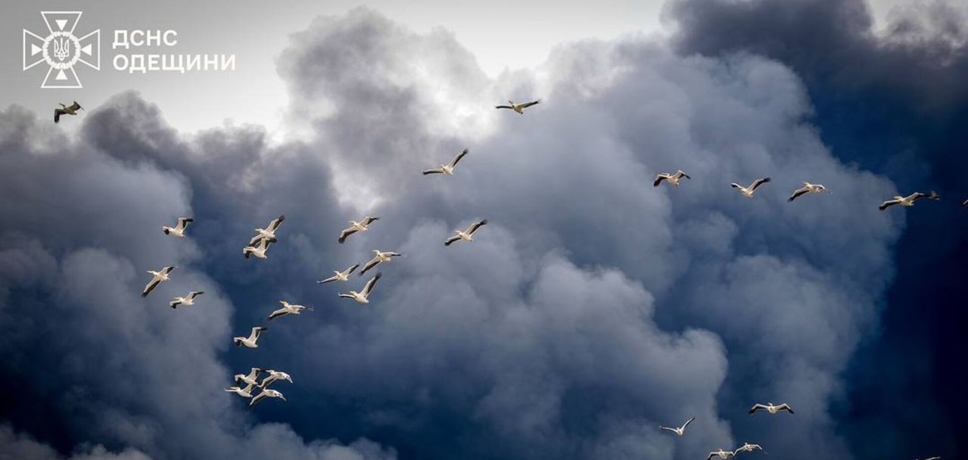 Природа тоже страдает от войны. Фото пеликанов, летящих сквозь дым от ракетных обстрелов Одесской области, растрогало сеть