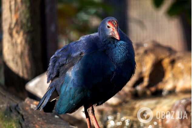До нового літнього вольєру переїхали екзотичні птахи