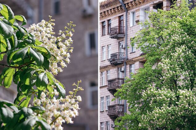 У Києві зацвіли каштани