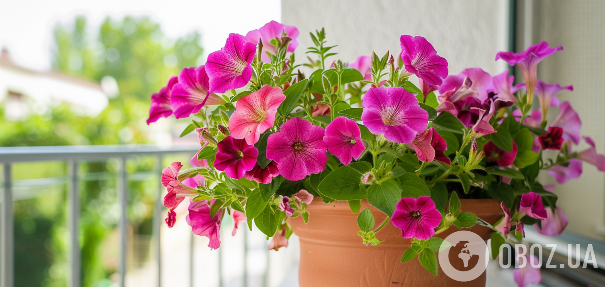 Які петунії краще посадити на балконі: як правильно доглядати за квітами
