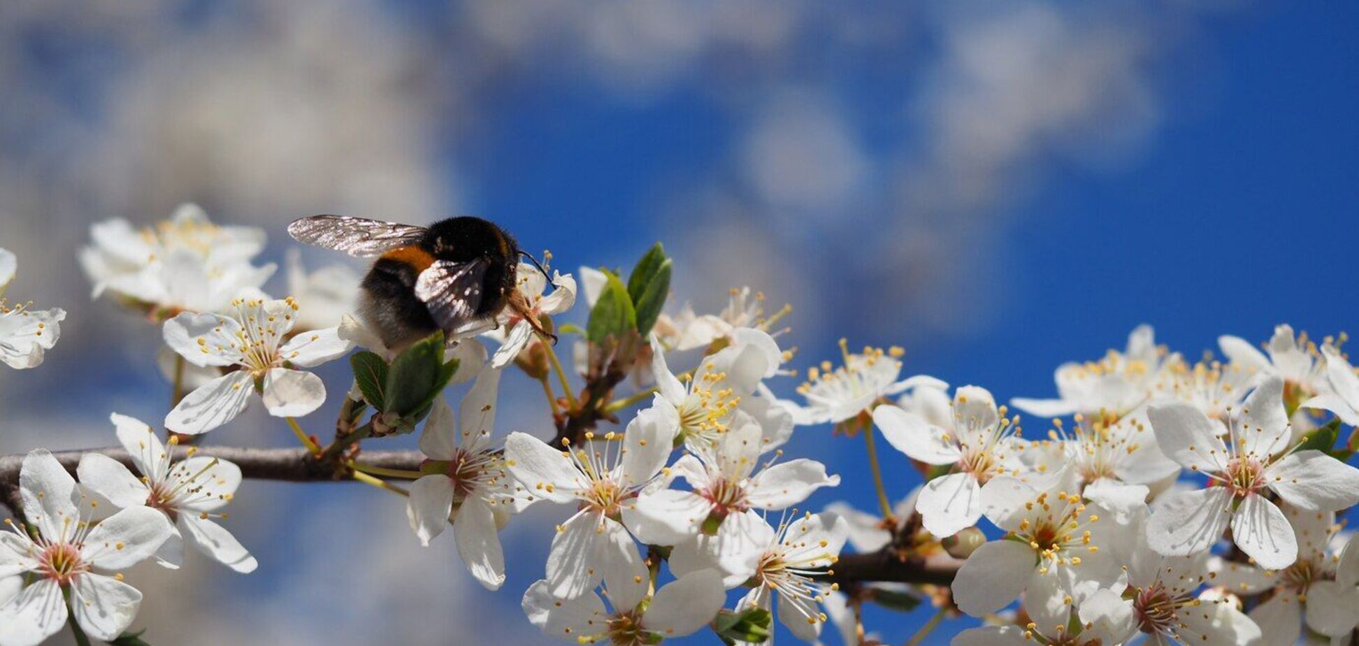 До 25 градусів тепла і майже без опадів: синоптики дали прогноз погоди на вівторок, 30 квітня