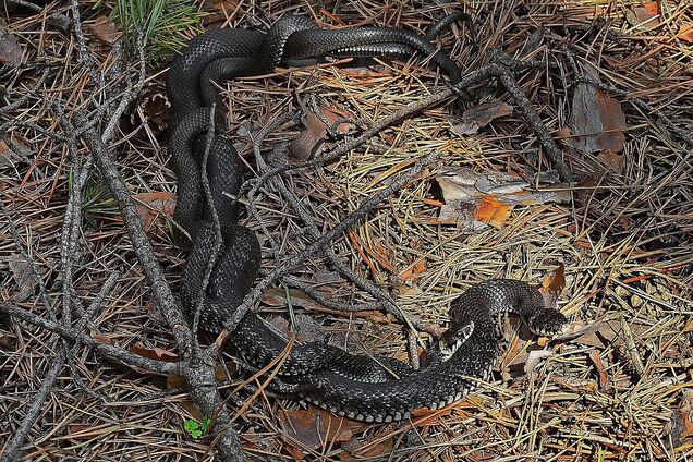 В Киеве в парке Муромец заметили целый клубок змей