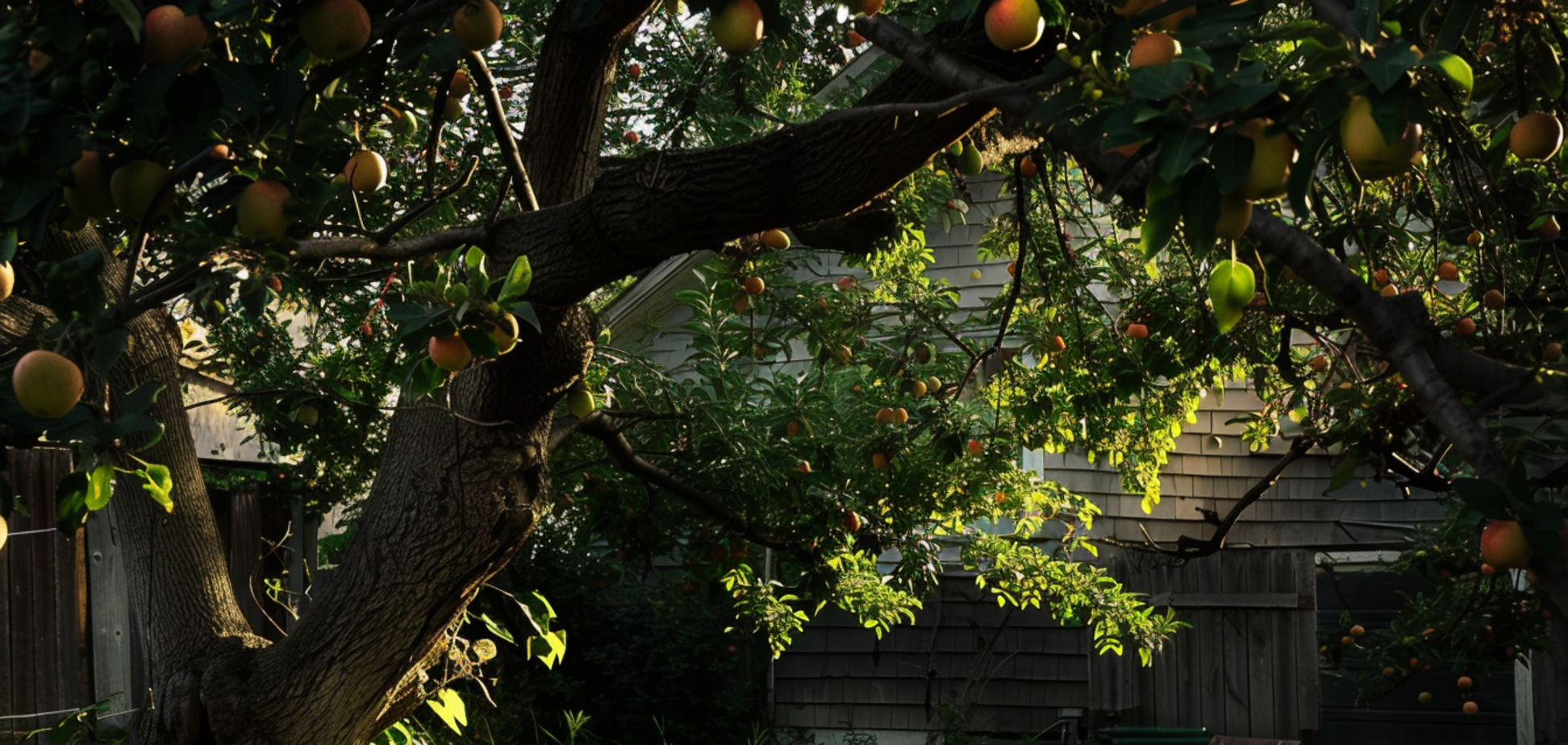 Як правильно проводити щеплення плодових дерев: поради від професіоналів 