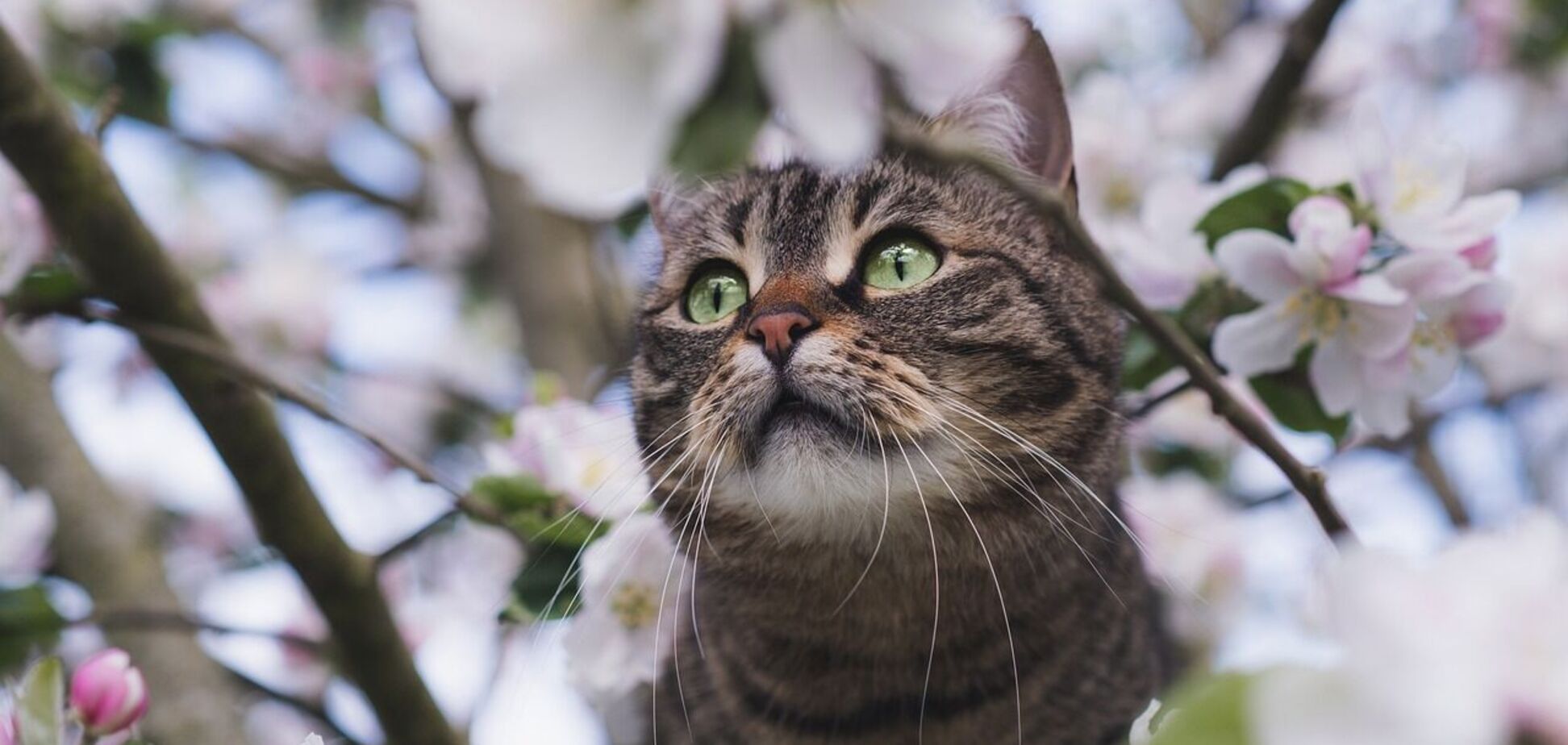 Ночью заморозки и местами мокрый снег: синоптики дали прогноз погоды на вторник, 8 апреля