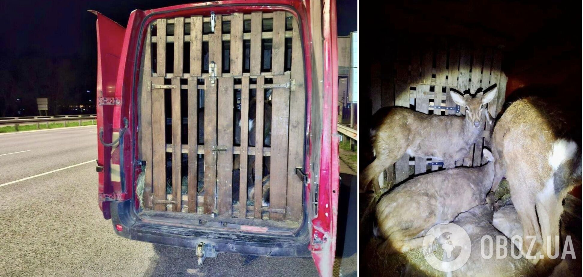 Машину із тваринами зупинили правоохоронці