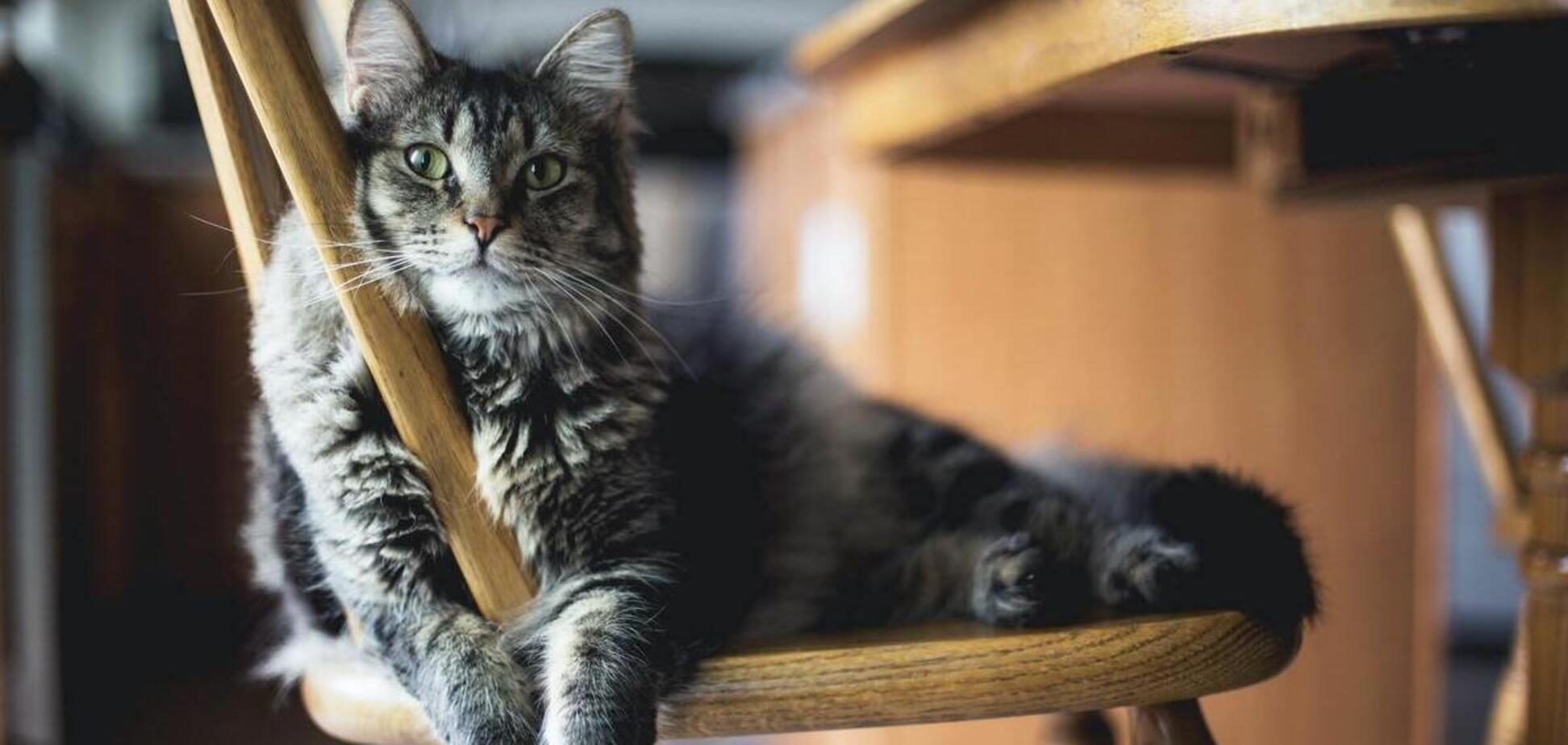 Синдром Ноя: французькій парі через утримання 159 котів заборонили тримати домашніх тварин
