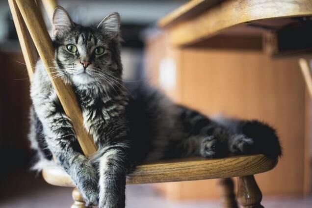 Синдром Ноя: французской паре из-за содержания 159 кошек запретили держать домашних животных