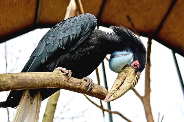 До літнього маєтку переселили хвилястих калао