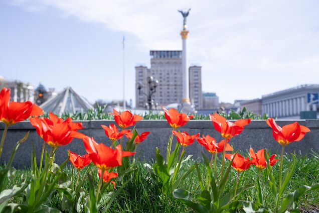 В Киеве начали цвести тюльпаны