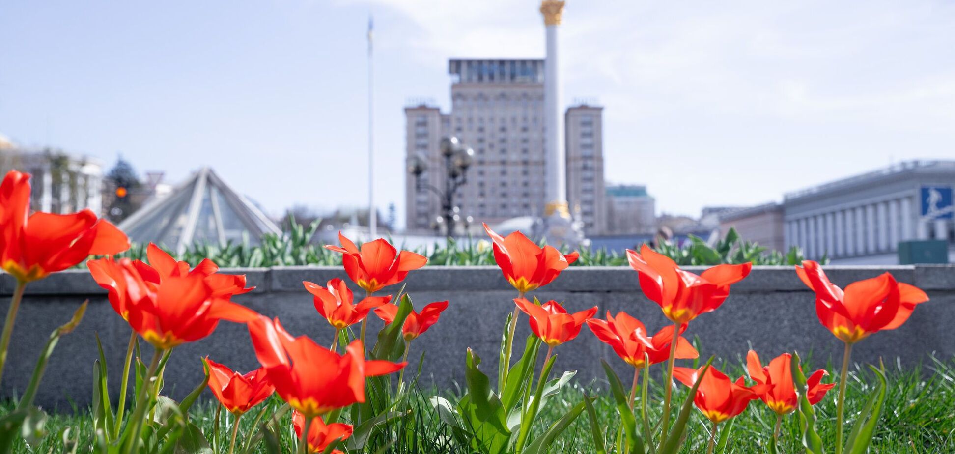 У Києві почали цвісти тюльпани