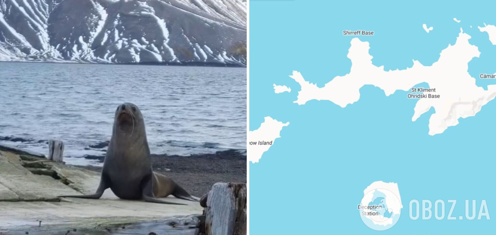 'Обрав для відпочинку старий човен': українські полярники показали відео з морським котиком в Антарктиді