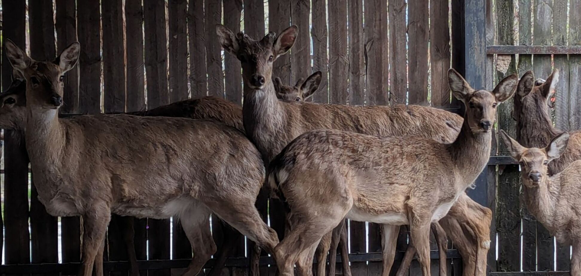 В настоящее время животные находятся в Киевском зоопарке