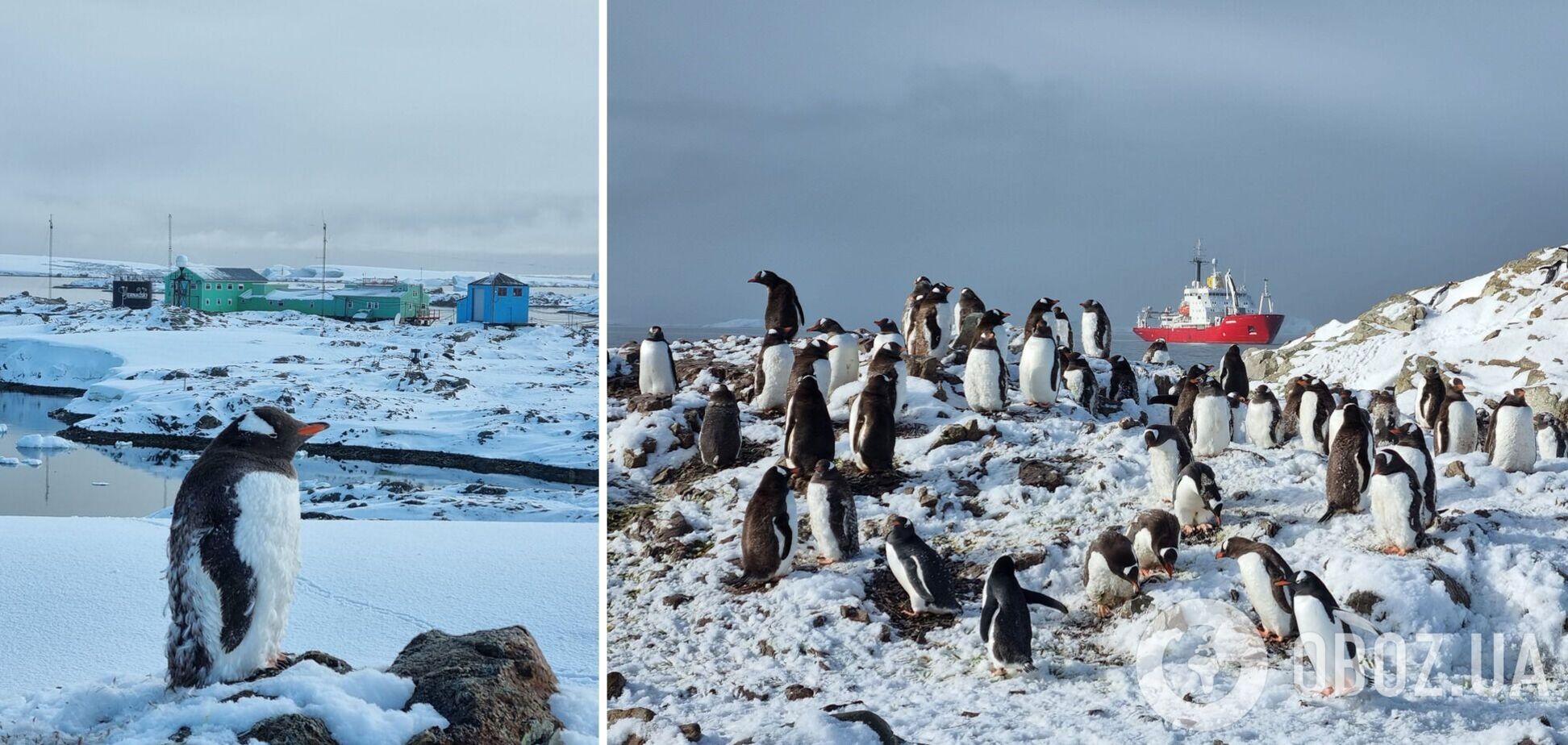 По 500 на каждого исследователя: возле станции 'Академик Вернадский' в Антарктиде зафиксировали рекордное количество пингвинов. Фото
