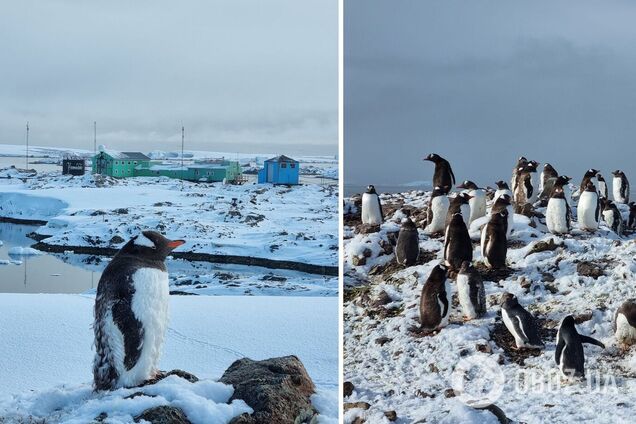 По 500 на каждого исследователя: возле станции 'Академик Вернадский' в Антарктиде зафиксировали рекордное количество пингвинов. Фото
