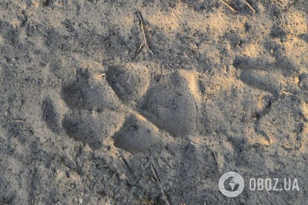 У Зоні зафіксували появу шакалів