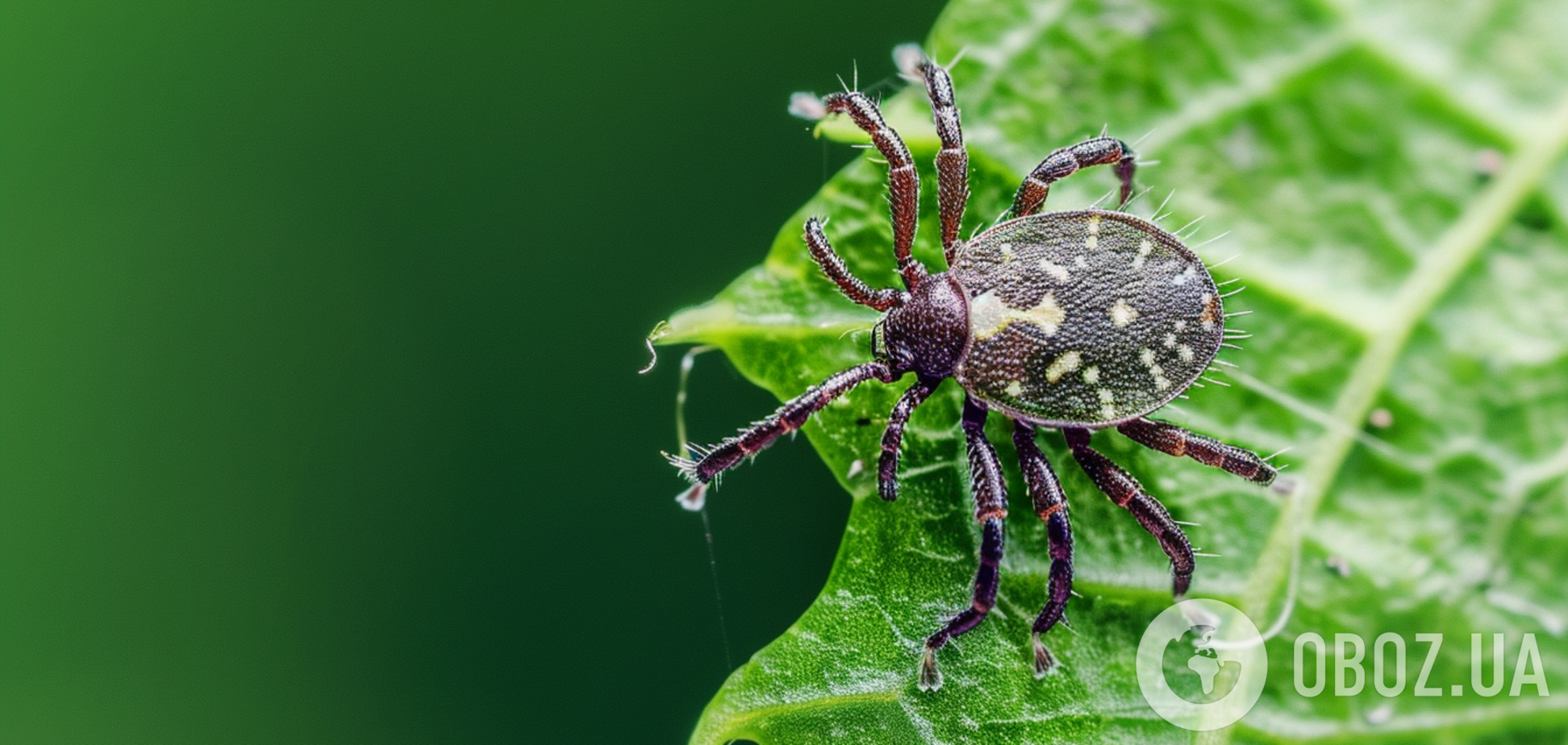 Где живут клещи и падают ли они с деревьев: что нужно знать, чтобы избежать укуса