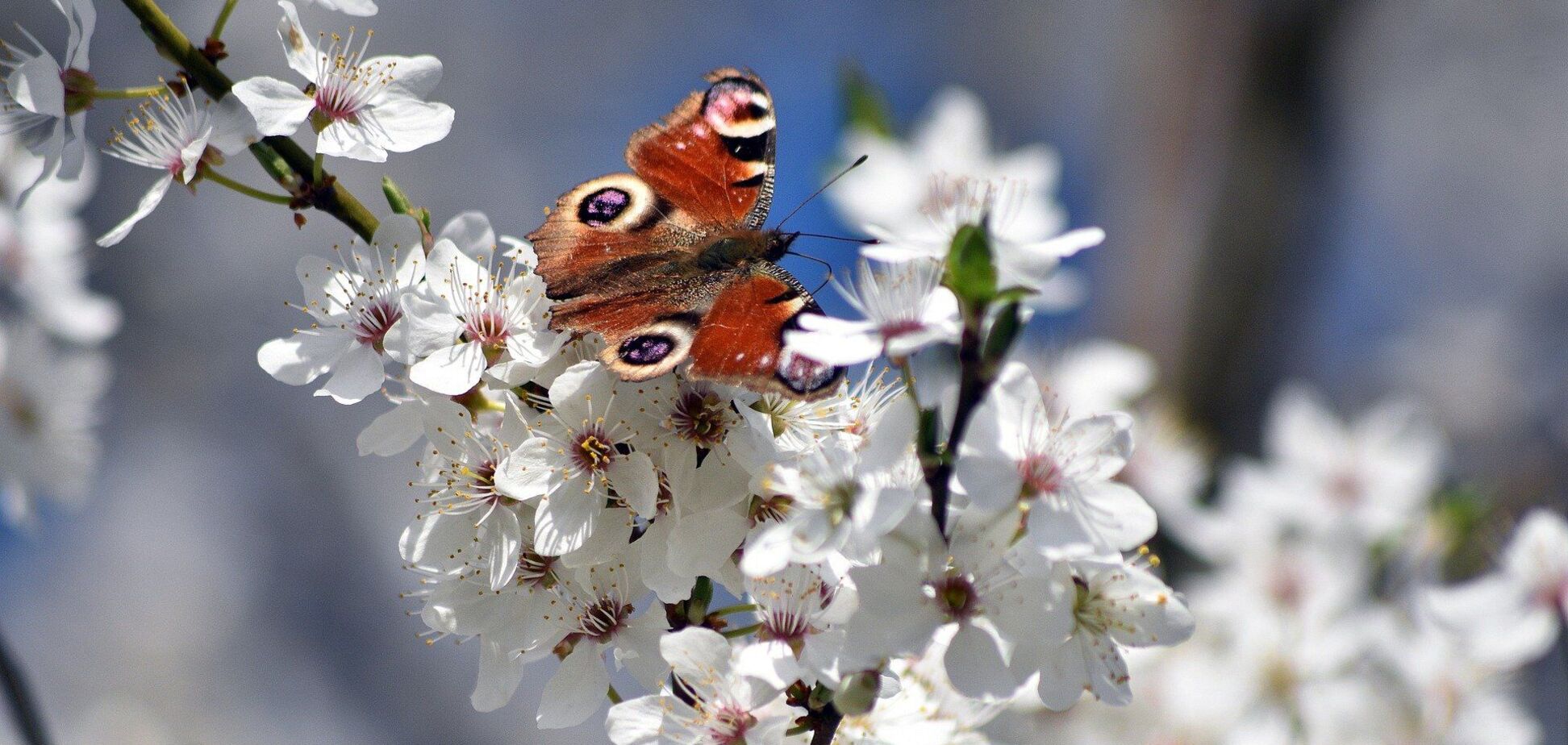 Прогноз синоптиків на середу