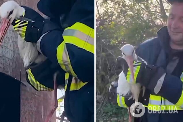 'Кожне життя важливе': на Хмельниччині рятувальники визволили з пастки лелеку. Відео 