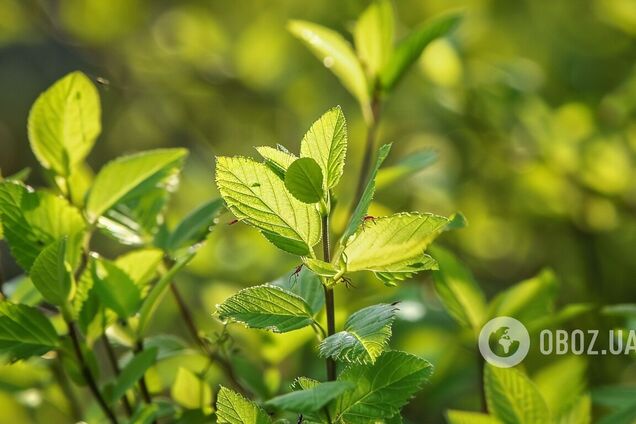 Как уберечь животное от укуса клеща и о какой опасности нужно знать: разъяснение