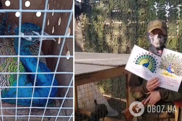 Чтобы 'скрасить боевые будни': в России зоопарк подарил павлинов оккупантам, воюющим против Украины. Фото