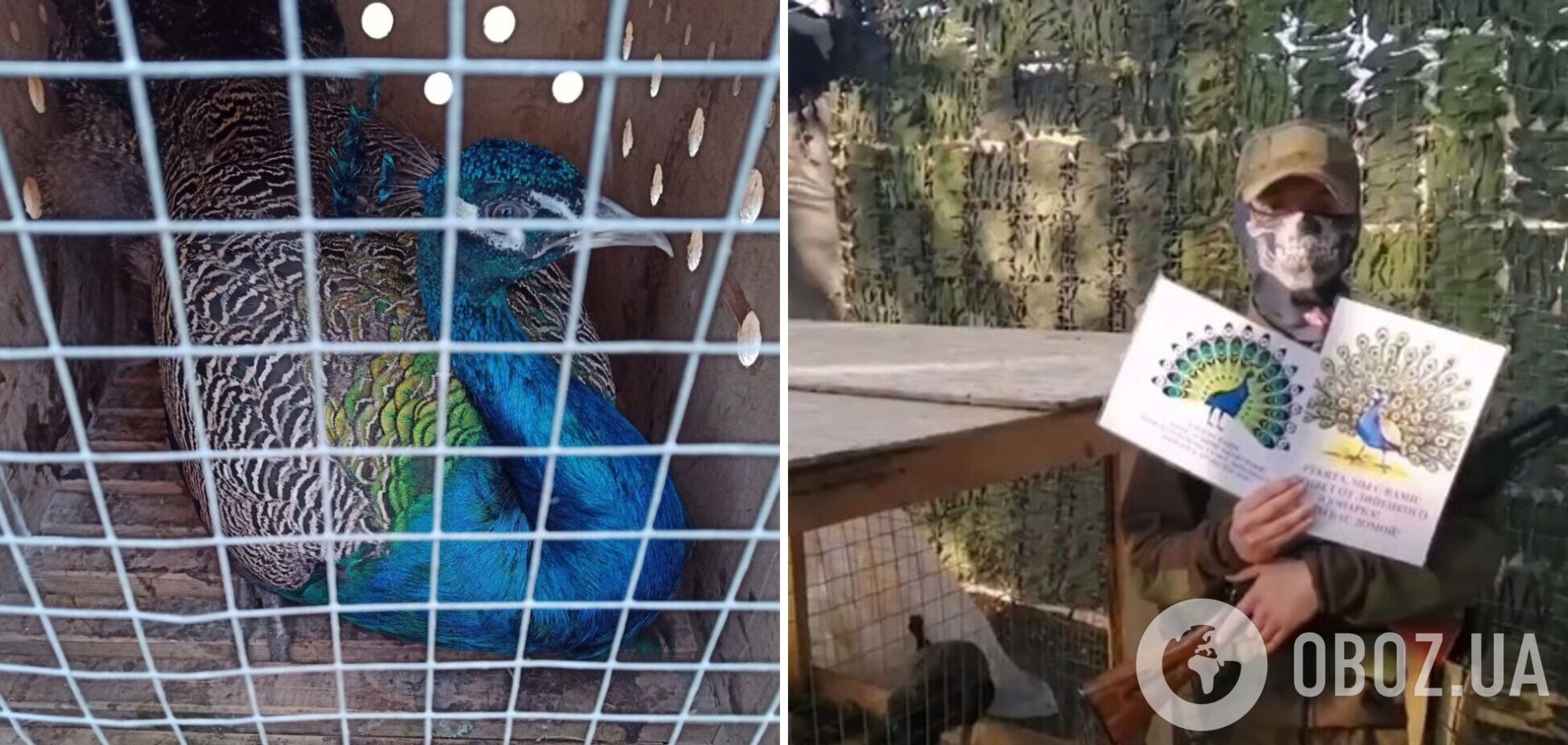 Чтобы 'скрасить боевые будни': в России зоопарк подарил павлинов оккупантам, воюющим против Украины. Фото