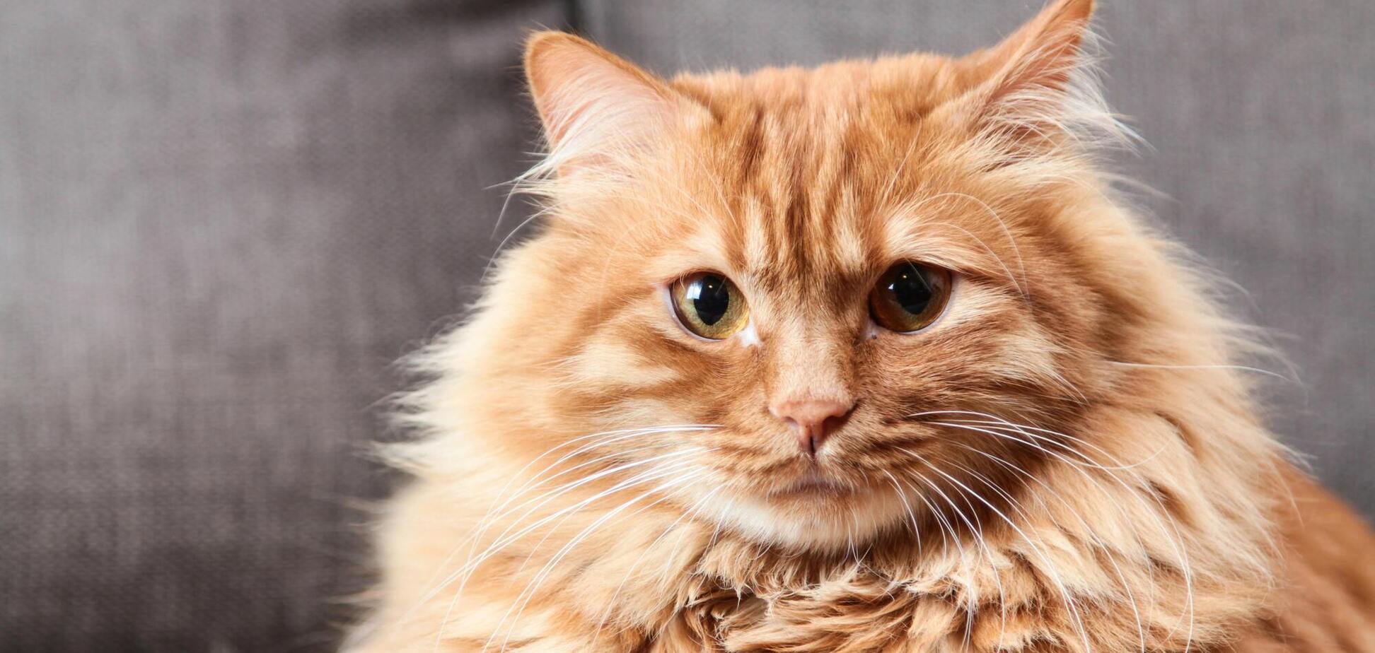 Детство циничного снайпера: как маленькие художники кота разрисовали