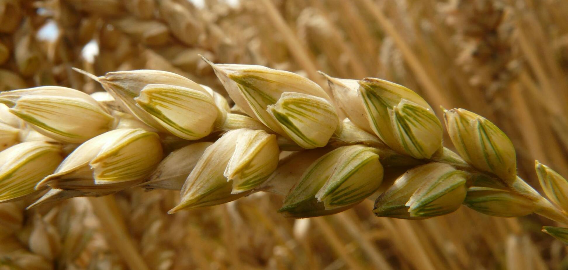 Украденное украинское зерно впервые отправили в Южную Америку