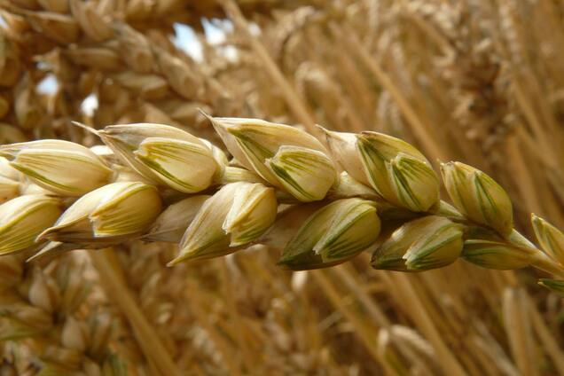 Вкрадене українське зерно вперше відправили до Південної Америки