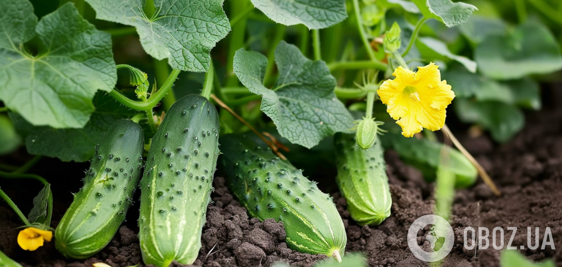 Чим потрібно поливати огірки: врожай буде як ніколи 