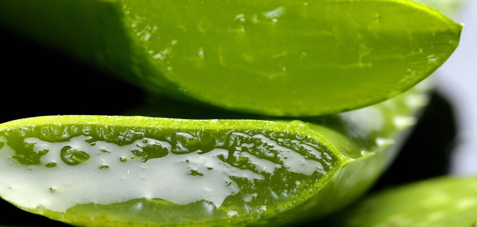 Популярный гель алоэ вера: польза и применение продукта