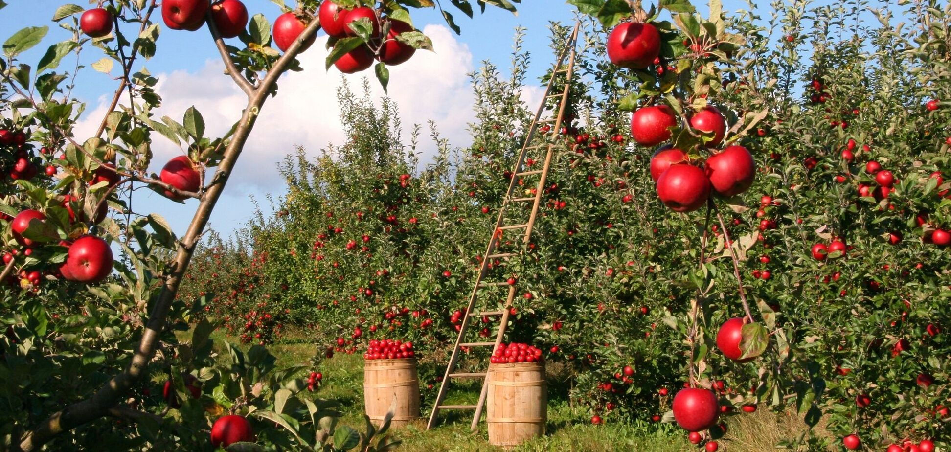 Лучшие фрукты, которые следует есть для похудения: список и свойства