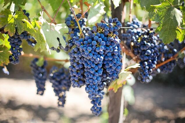 Как улучшить здоровье с помощью винограда