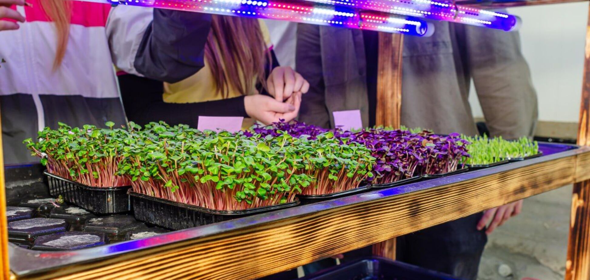 Школьники из Хмельницкого выращивают микрозелень, половину прибыли направляют на ВСУ